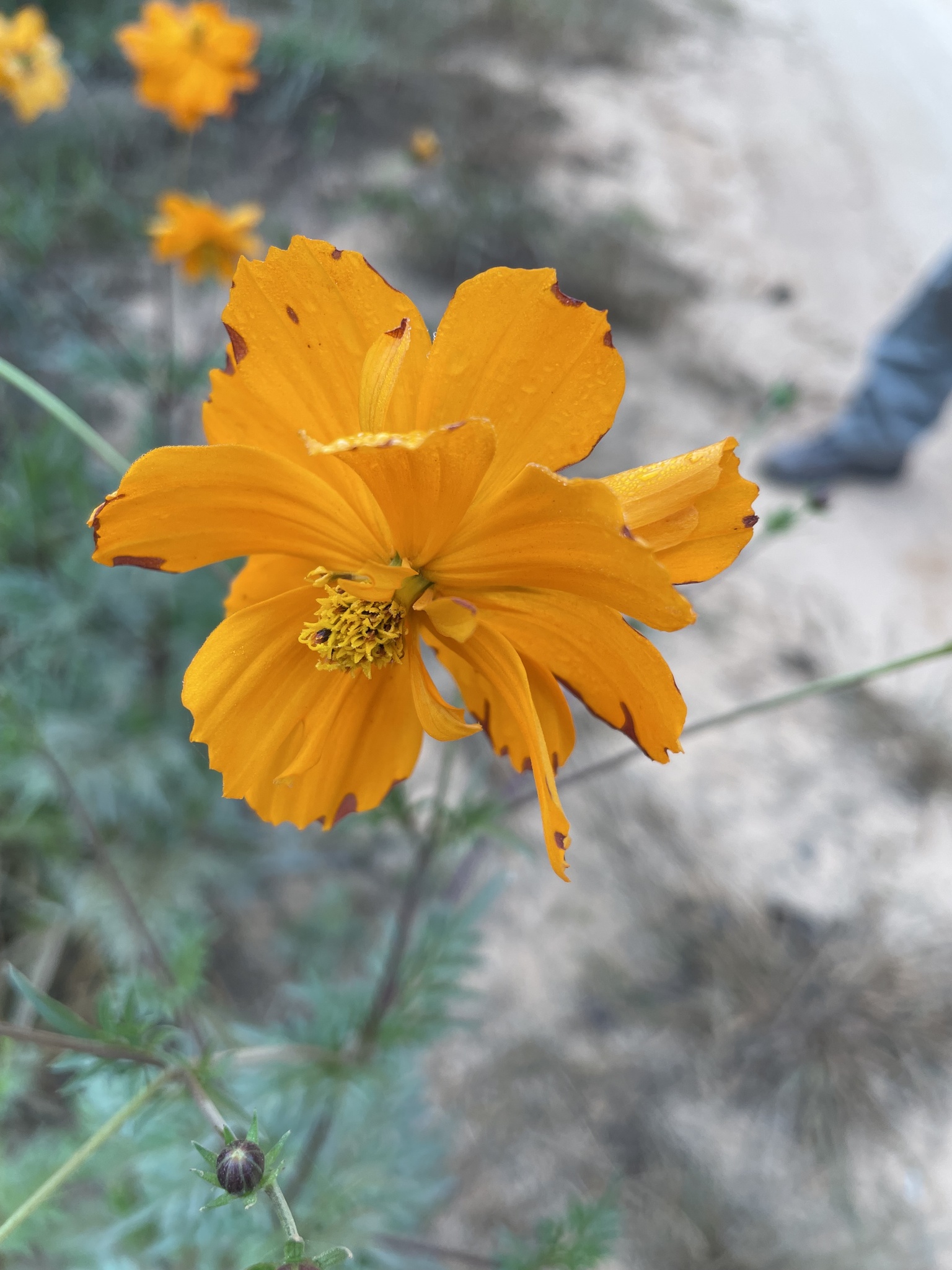 Cosmos sulphureus