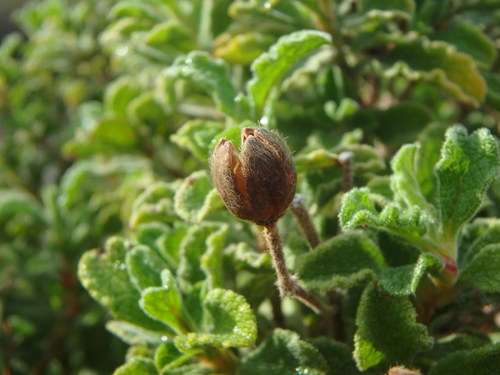 Cistus creticus