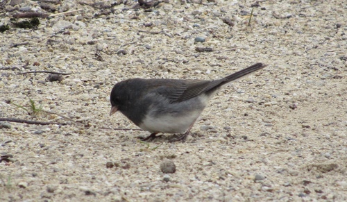 Dark-eyed Junco photographed in Illinois