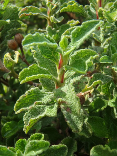 Cistus creticus