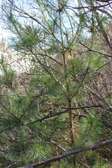 Pinus stylesii