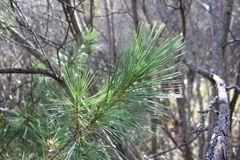 Pinus stylesii