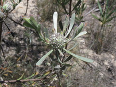 Leucadendron cinereum