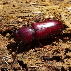 Caledonandra austrocaledonica