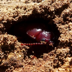 Caledonandra austrocaledonica