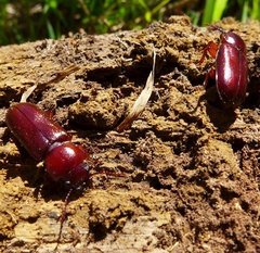 Caledonandra austrocaledonica