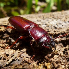 Caledonandra austrocaledonica