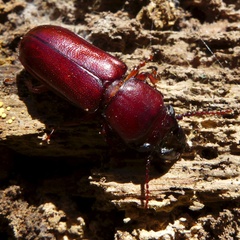Caledonandra austrocaledonica