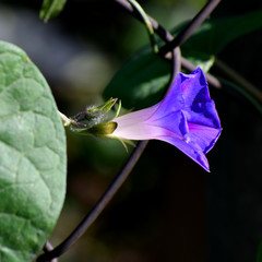 Ipomoea purpurea