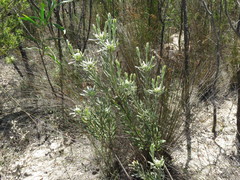 Leucadendron cinereum