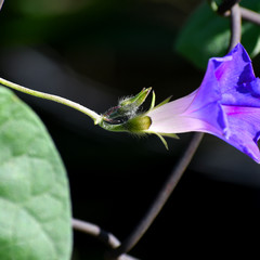 Ipomoea purpurea