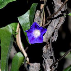 Ipomoea purpurea
