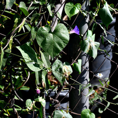 Ipomoea purpurea