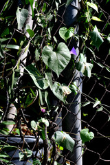 Ipomoea purpurea