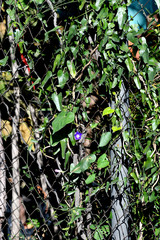 Ipomoea purpurea