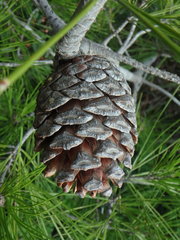 Pinus brutia