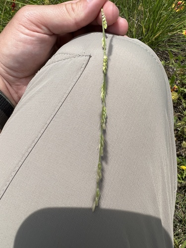 Image of Eriochloa sericea by (c) Gary Bowers, some rights reserved (CC BY)