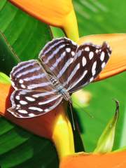 Myscelia cyaniris alvaradia