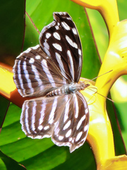 Myscelia cyaniris alvaradia