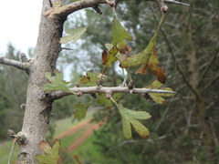 Azaroldorn (Crataegus azarolus): Herkunft und Verwendung — Foto 3
