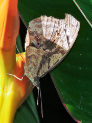 Myscelia cyaniris alvaradia