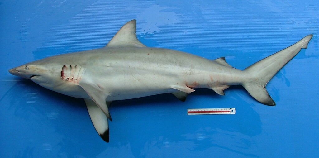Graceful Shark