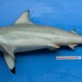 Carcharhinus amblyrhynchoides - Photo (c) 
Tassapon KRAJANGDARA，保留部份權利CC BY