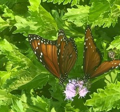 Danaus gilippus