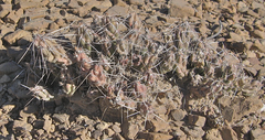 Grusonia