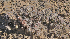 Grusonia