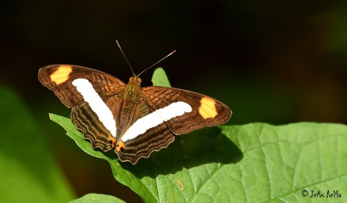 Iphicleola Sister