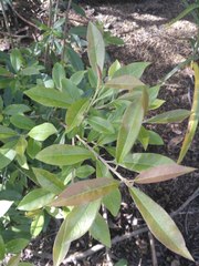 Photinia davidiana