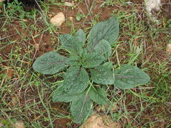 Mandragora autumnalis