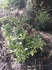 Photinia davidiana