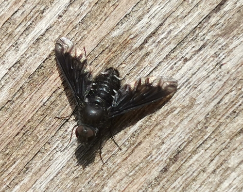Anthracite Bee-Fly, 5066 EH Moergestel, Nederland, photo 9 of 10