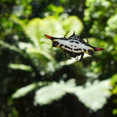 Gasteracantha westringi