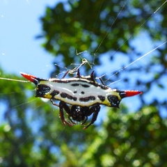 Gasteracantha westringi