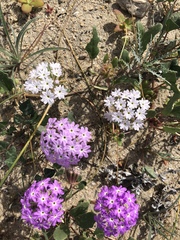 Abronia gracilis