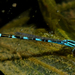 Baja Bluet - Photo (c) Steven Mlodinow, some rights reserved (CC BY-NC), uploaded by Steven Mlodinow