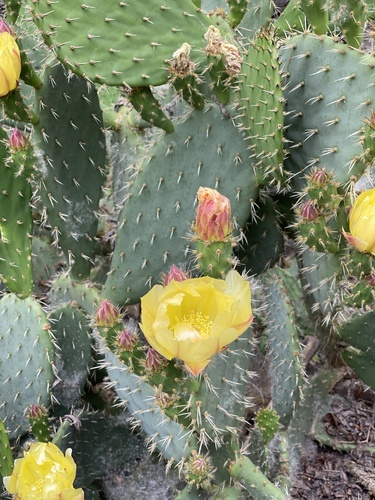 iNaturalist observation photo of Coastal Pricklypear