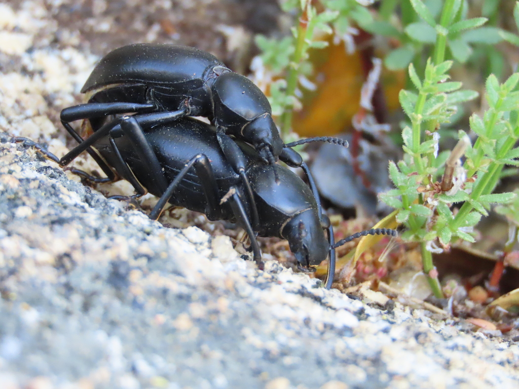 California Broadnecked Darkling Beetle from Riverside County, CA, USA