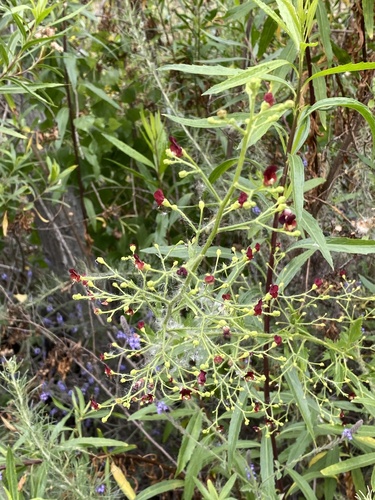iNaturalist observation photo of California beeplant
