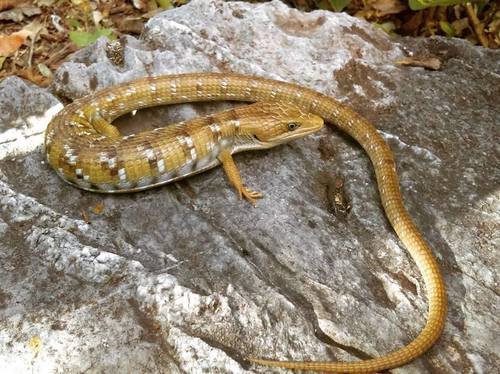 Wiegmann's alligator lizard