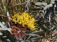 Leucospermum parile