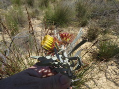 Leucospermum parile
