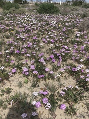 Abronia gracilis