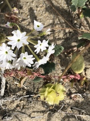 Abronia gracilis