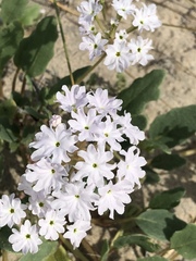 Abronia gracilis