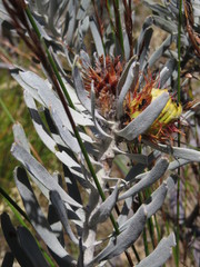 Leucospermum parile