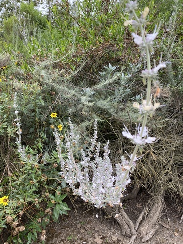 iNaturalist observation photo of white sage